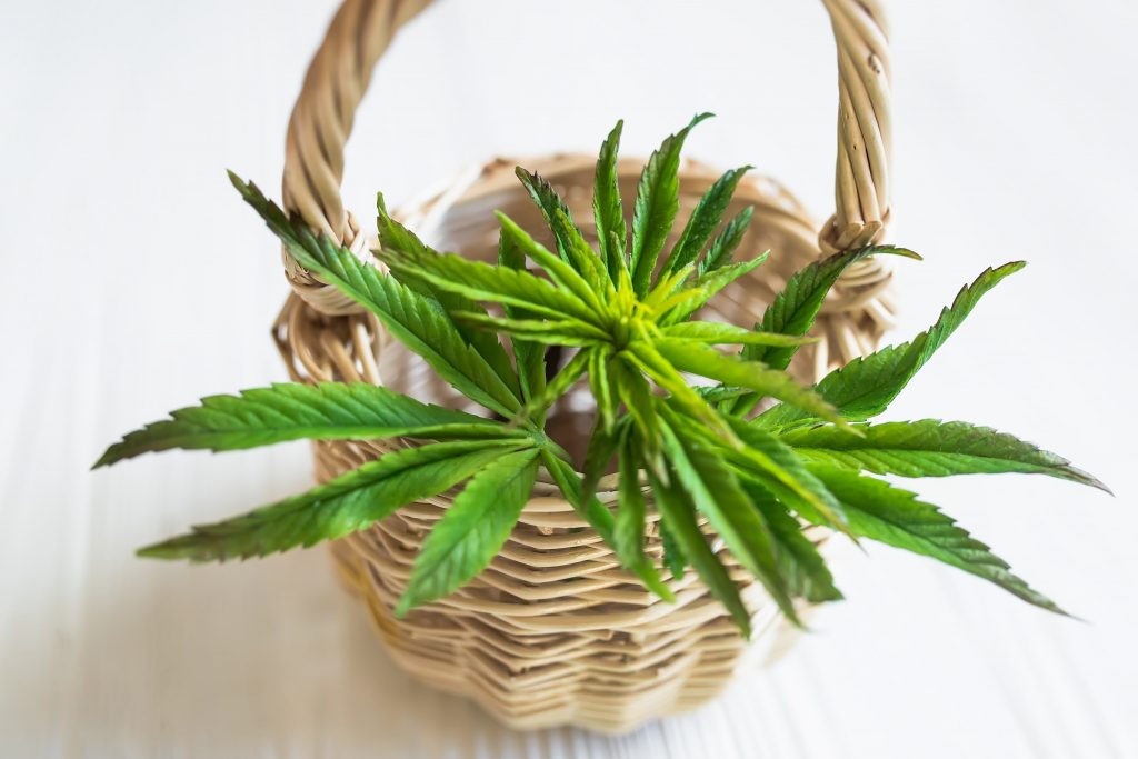 Economics of Cannabis Legalization