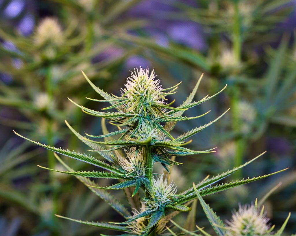 Economics of Cannabis Legalization